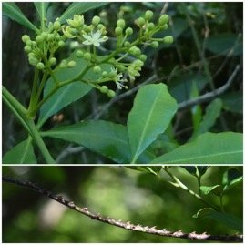 Toddalia_asiatica-Liane_patte_poule-RUTACEAE-Indigene_Reunion-20250521_204428.jpg