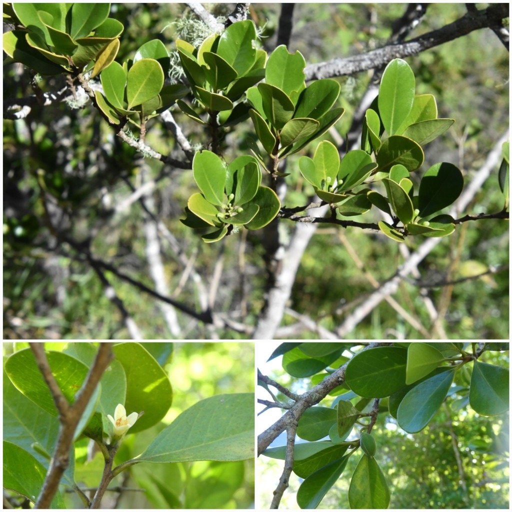 Turraea_thouarsiana-Bois_de_quivi-MELIACEAE-Endemique_Reunion_Maurice-20250521_204859.jpg