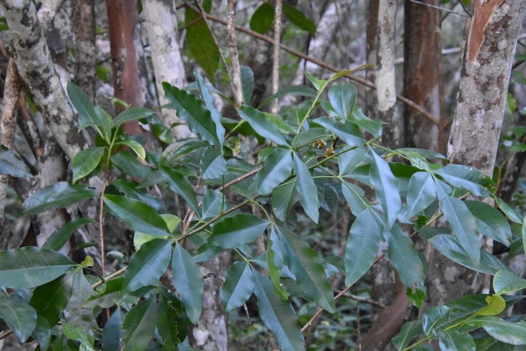 Vepris_lanceolata-Patte_poule_St_Leu-RUTACEAE-Indigene_Reunion-MB4_0712.jpg