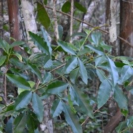 Vepris_lanceolata-Patte_poule_St_Leu-RUTACEAE-Indigene_Reunion-MB4_0712.jpg
