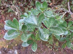 6 Fruits et domaties sur Antirhea borbonica - Bois d'Osto - Rubiacée - M