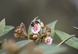 Abeille sur fleur de Mahot