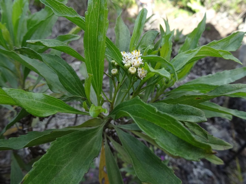 Bois collant - Psiadia dentata - ASTERACEAE - Endémique Réunion