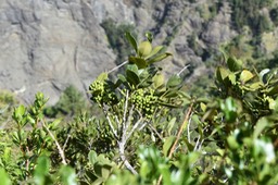 Bois de fer batard - Sideroxylon borbonicum - SAPOTACEAE - Endémique réunion