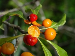 Bois de joli coeur - Pittosporum senacia - PITTOSPORACEAE - Indigène Réunion