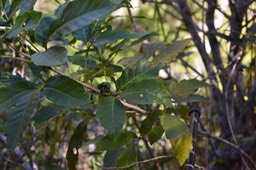 Bois de merles - Allophyllus borbonicus - SAPINDACEAE - Endémique Réunion, Maurice, Rodrigues
