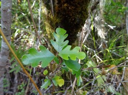 Bois de quivi - Turraea thouarsiana - MELIACEAE - Endémique Réunion, Maurice