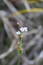 Cynorkis (frappieri ?) ORCHIDOIDEAE - Endémique Réunion