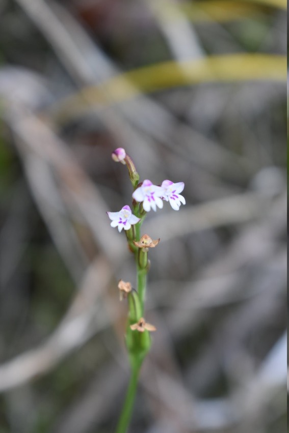 Cynorkis (frappieri ?) ORCHIDOIDEAE - Endémique Réunion