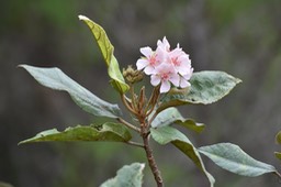 Dombeya punctata - MALVACEAE - Endémique réunion