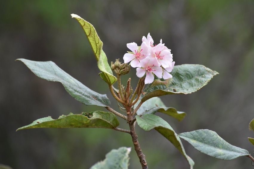 Dombeya punctata - MALVACEAE - Endémique réunion