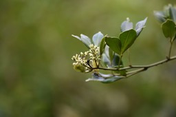 Liane Patte Poule - Toddalia asiatica - RUTACEAE - Indigène réunion