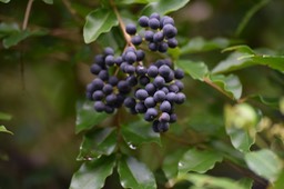 Troène de Californie - Ligustrum ovalifolium - OLEACEAE - EE