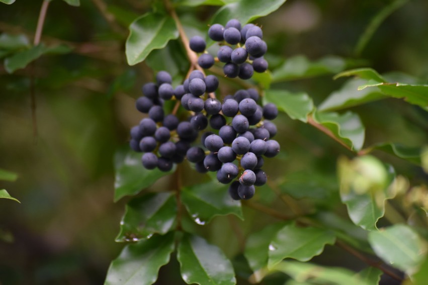 Troène de Californie - Ligustrum ovalifolium - OLEACEAE - EE