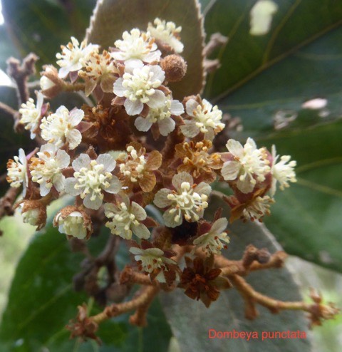 Dombeya punctata