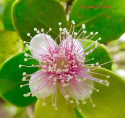 Eugenia Buxifolia