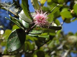 Fleur Bois de Nèfles Eugenia buxifolia