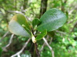  Fleur Bois de quivi Turraea thouarsiana