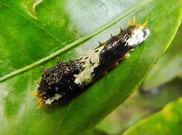 larve Papilio demodocus (2)