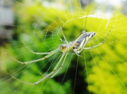 Leucauge undulata (1)