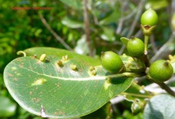 Sideroxylon borbonicum