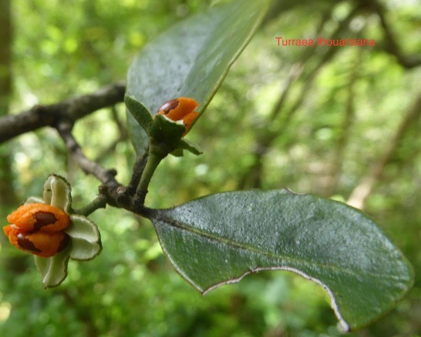Turraea thouarsiana, ti bois de Quivi