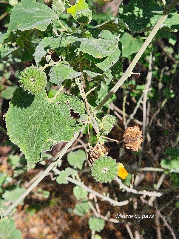 1. Abutilon indicum Mauve du pays Malvaceae AMPHINATURALISE Envahissant en milieux perturbés 1.jpeg
