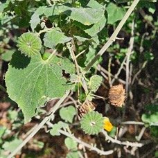 1. Abutilon indicum Mauve du pays Malvaceae AMPHINATURALISE Envahissant en milieux perturbés 1.jpeg
