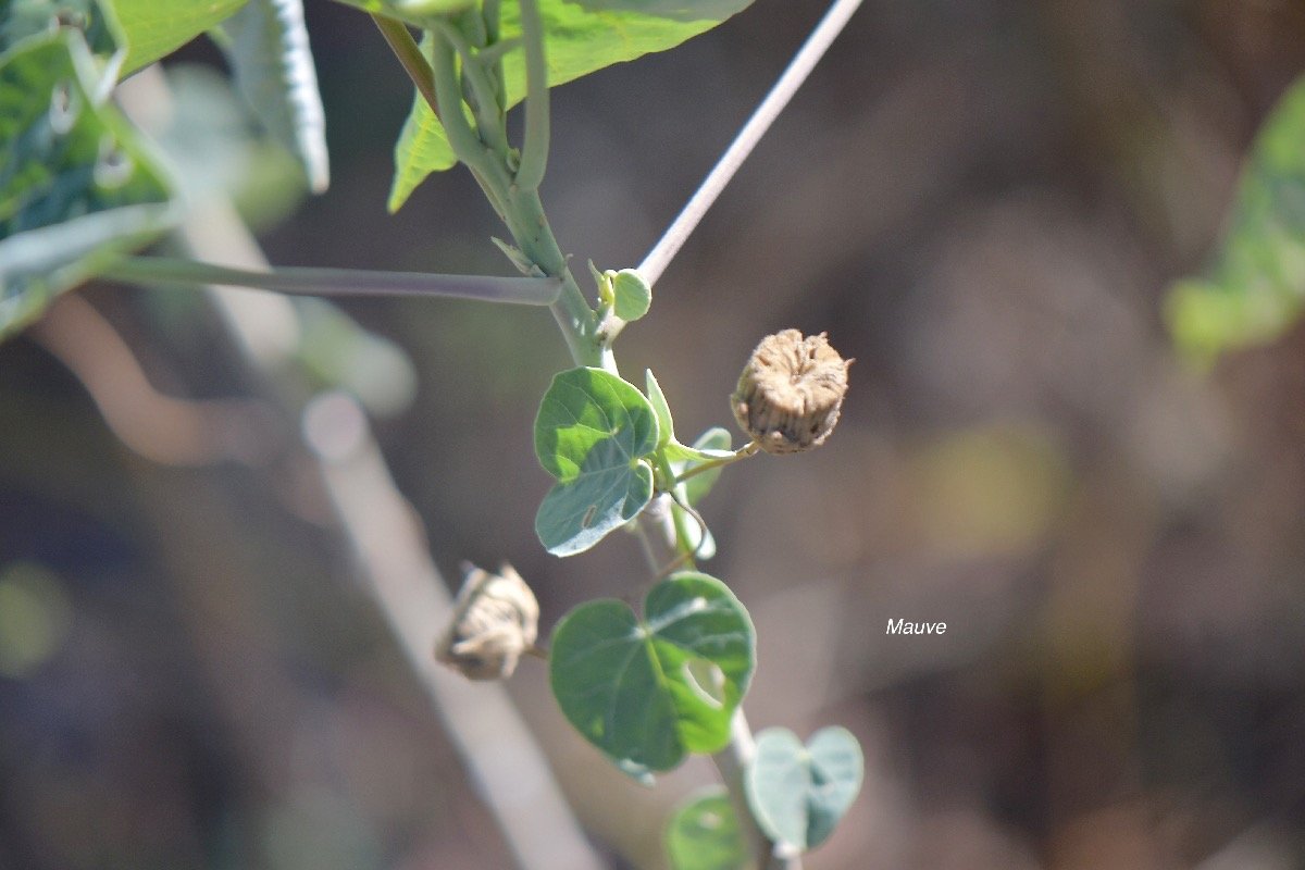 2. Abutilon exstipulare Mauve Malva ceae ENDEMIQUE La Réunion 2.jpeg