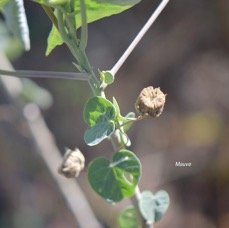 2. Abutilon exstipulare Mauve Malva ceae ENDEMIQUE La Réunion 2.jpeg