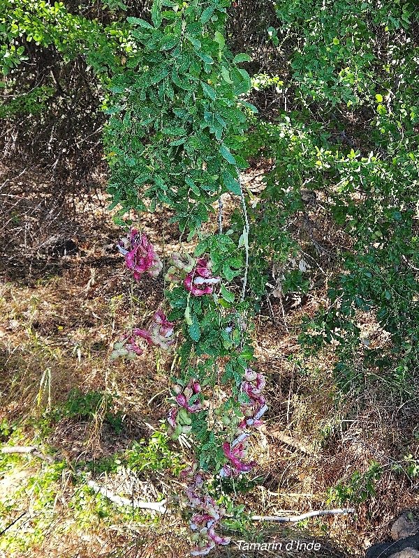 3. Pithecellobium dulce Tamarin d'Inde Fabaceae APHINATURALISE Envahissant seulement en milieux perturbés 3.jpeg