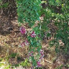 3. Pithecellobium dulce Tamarin d'Inde Fabaceae APHINATURALISE Envahissant seulement en milieux perturbés 3.jpeg