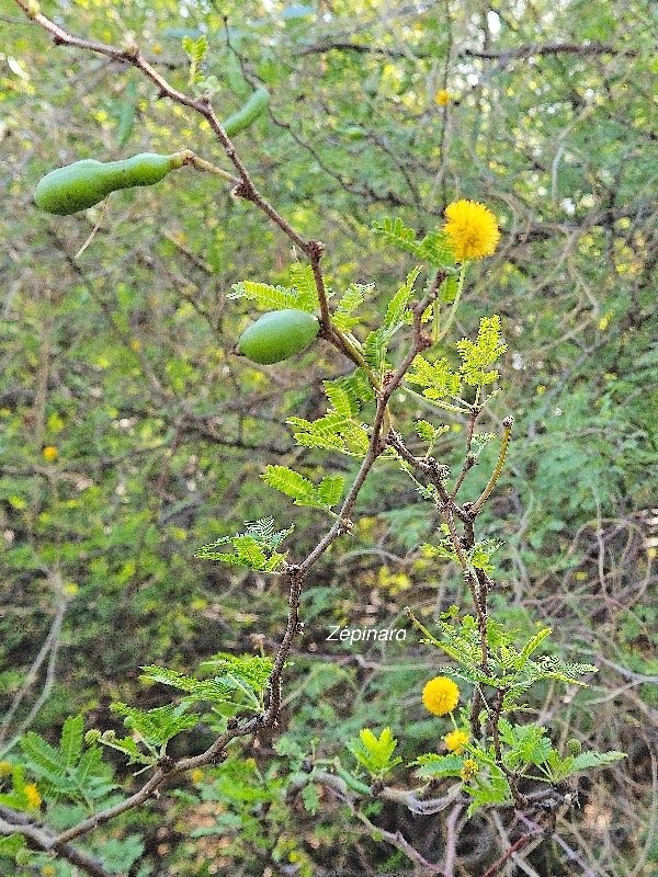 4. Mimosa farnesiana Zépinard Fabaceae AMPHINATURALISE Envahissant seulement en milieux perturbés 4.jpeg