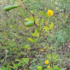 4. Mimosa farnesiana Zépinard Fabaceae AMPHINATURALISE Envahissant seulement en milieux perturbés 4.jpeg