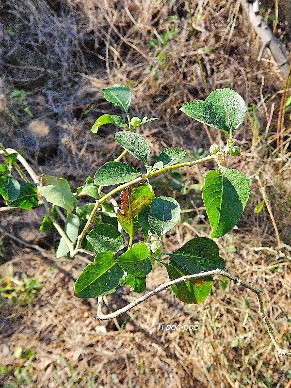 5. Withania somnifera Ti poc-poc Solanaceae AMPHINATURALISE Envahissant seulement en milieux perturbés 5.jpeg