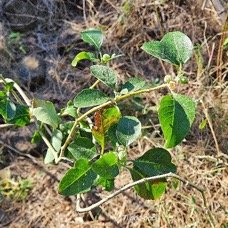 5. Withania somnifera Ti poc-poc Solanaceae AMPHINATURALISE Envahissant seulement en milieux perturbés 5.jpeg