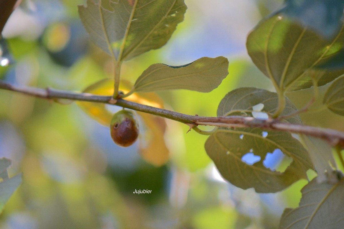 6.Ziziphus jujuba Jujubier Rhamnaceae CULTIVE Pot ENVAHISSANT 6.jpeg