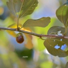 6.Ziziphus jujuba Jujubier Rhamnaceae CULTIVE Pot ENVAHISSANT 6.jpeg