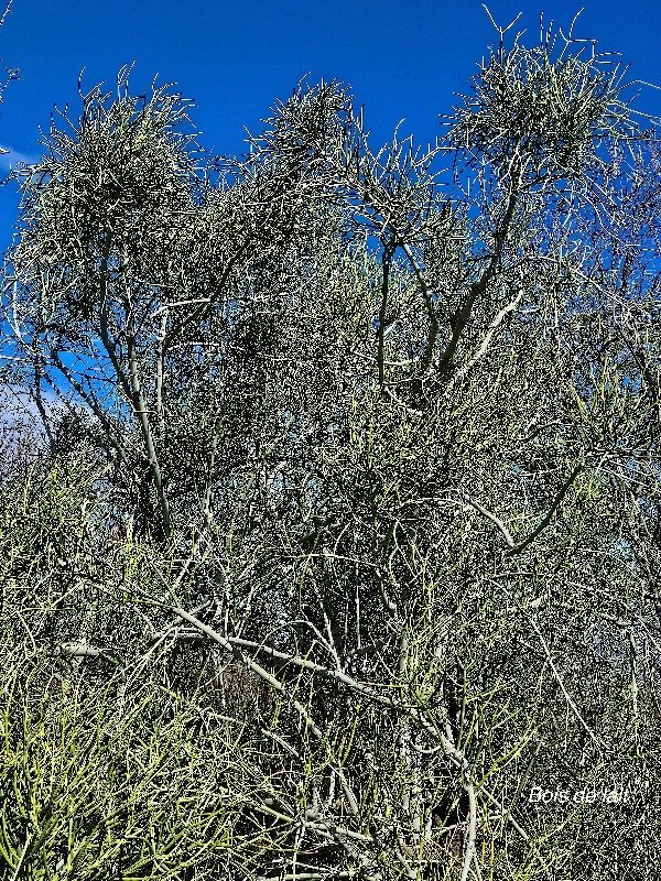 7. Euphorbia tirucalli Bois de lait Euphorbiaceae STENONATURALISE 7.jpeg