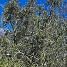 7. Euphorbia tirucalli Bois de lait Euphorbiaceae STENONATURALISE 7.jpeg