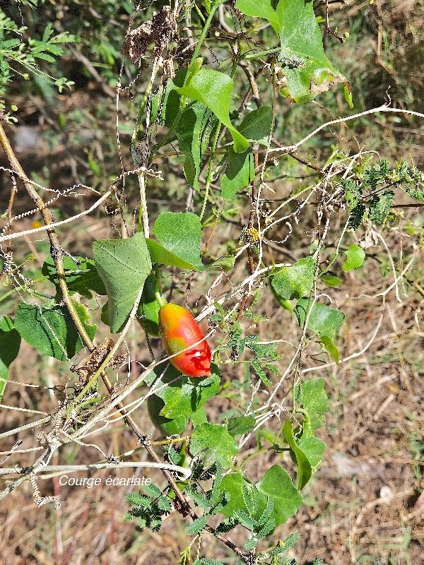 8. Coccinia grandis Courge écarlate Cucurbitaceae  STENONATURALISE Envahissant seulement en milieux perturbés 8.jpeg