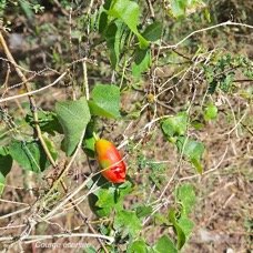 8. Coccinia grandis Courge écarlate Cucurbitaceae  STENONATURALISE Envahissant seulement en milieux perturbés 8.jpeg