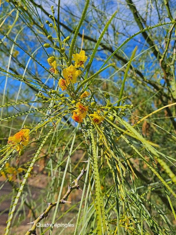 9. Parkinsonia aculeata Quatre épingles Faba ceae STENONATURALISE Pot ENVAHISSANT 9.jpeg