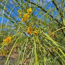 9. Parkinsonia aculeata Quatre épingles Faba ceae STENONATURALISE Pot ENVAHISSANT 9.jpeg