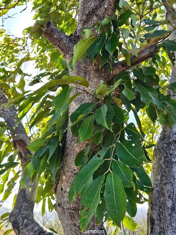 10. Syzygium cumini Jamblon Myrtaceae AMPHINATURALISE E E 10.jpeg
