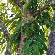 10. Syzygium cumini Jamblon Myrtaceae AMPHINATURALISE E E 10.jpeg