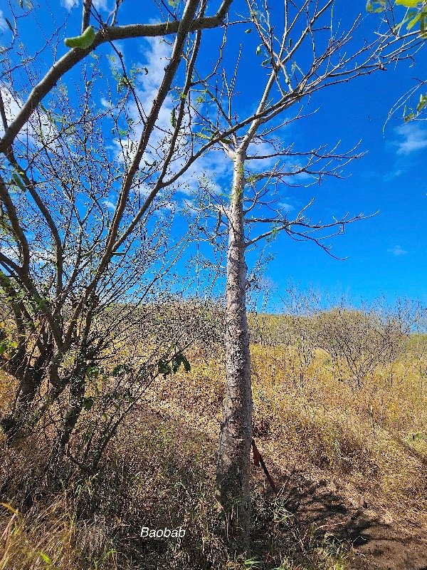 11. Adansonia digitata Baobab Malvaceae CULTIVE 11 jpg.jpeg