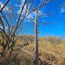 11. Adansonia digitata Baobab Malvaceae CULTIVE 11 jpg.jpeg