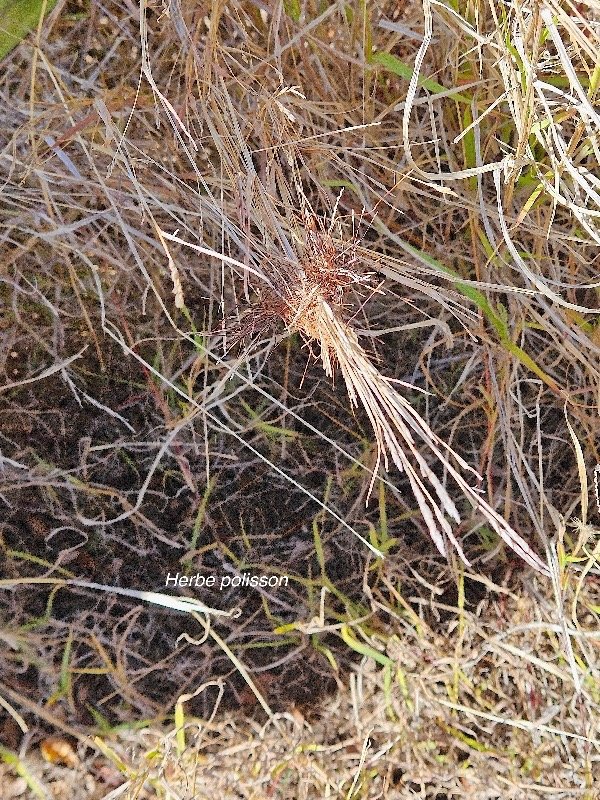 12. Heteropogon contortus Herbe polisson  Poaceae INDIGENE La Réunion 12.jpeg