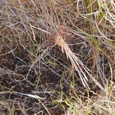 12. Heteropogon contortus Herbe polisson  Poaceae INDIGENE La Réunion 12.jpeg